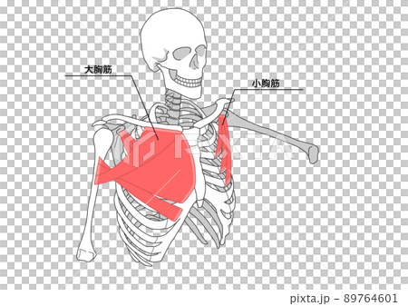 人間の骨格と大胸筋と小胸筋（日本語名称） 89764601