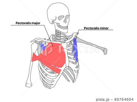 人間の骨格と大胸筋と小胸筋（色分け、英語名称） 89764604