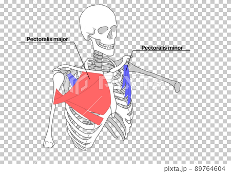 人間の骨格と大胸筋と小胸筋（色分け、英語名称） 89764604