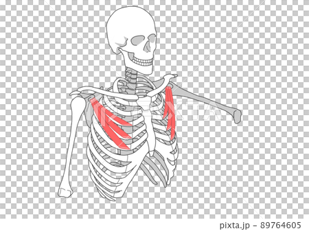 Human skeleton and pectoralis minor Human skeleton and pectoralis minor 89764605