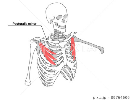 人間の骨格と小胸筋（英語名称） 89764606