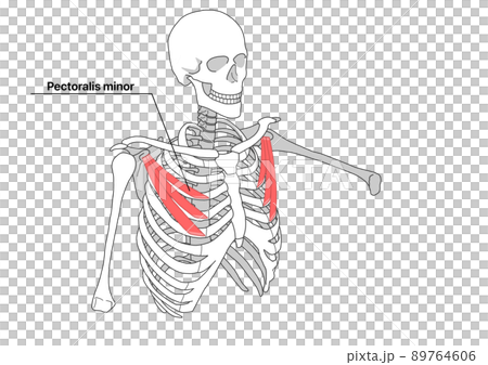 人體骨骼和胸小肌（英文名） 89764606