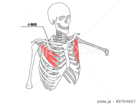 人間の骨格と小胸筋（日本語名称） 89764607