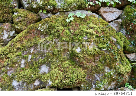 苔むした石垣 苔むした石垣 89764711