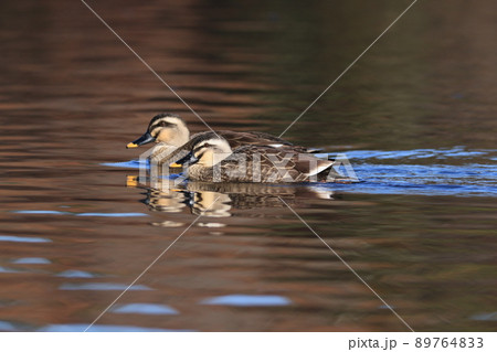 カルガモのペアが仲良く泳いでいました。 カルガモのペアが仲良く泳いでいました。 89764833