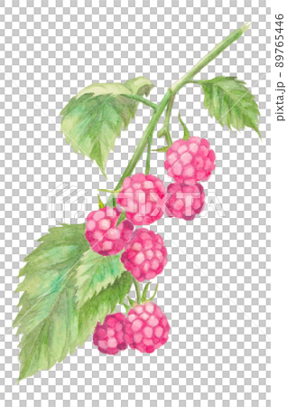 Raspberry hand drawn watercolor illustration Raspberry hand drawn watercolor illustration 89765446