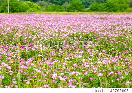 蓮華の花畑 89765608