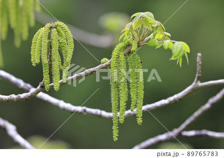 クルミの花。 クルミの花。 89765783