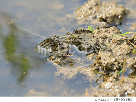 水が引かれた田んぼで背中にしがみつくヌマガエル 水が引かれた田んぼで背中にしがみつくヌマガエル 89765860
