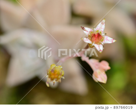 オボロヅキの花 オボロヅキの花 89766019