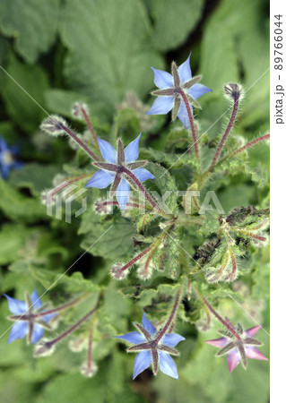 苺のコンパニオンプランツとして畑に植えたボリジ、今年は太い茎に。家庭菜園、畑、野菜イメージ素材。4月 89766044