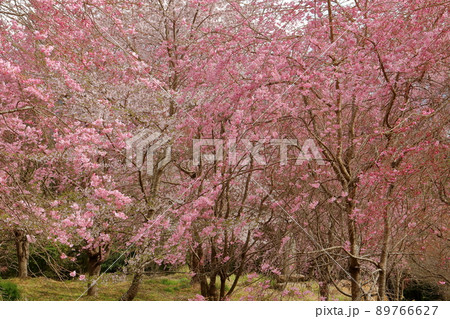 山梨県南巨摩郡南部町本郷　本郷の千年桜に隣接する桜並木 89766627