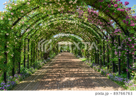 薔薇のアーチ：　横浜イングリッシュガーデン 89766763