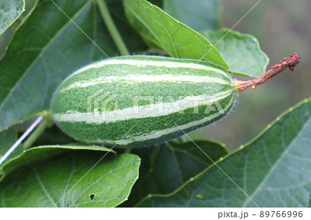 pointed gourd on tree in farm pointed gourd on tree in farm 89766996