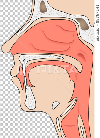 口、鼻、喉（說明圖） 89767141