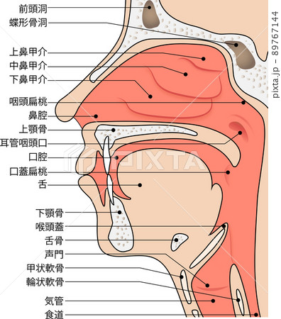 食道と気管の図