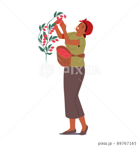 Coffee Growing Industry, Cultivation. African Woman Farmer Work on Plantation, Female Character Picking Harvesting Coffee Growing Industry, Cultivation. African Woman Farmer Work on Plantation, Female Character Picking Harvesting 89767165