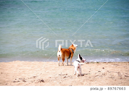 台湾淡水のビーチで遊ぶ二匹の犬 89767663