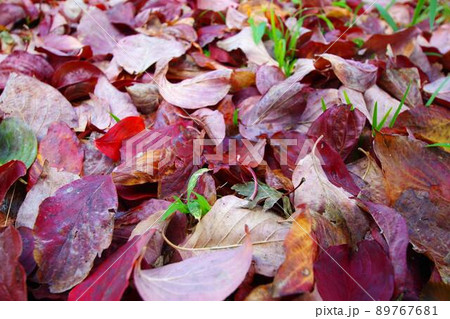 紅葉の落ち葉 紅葉の落ち葉 89767681