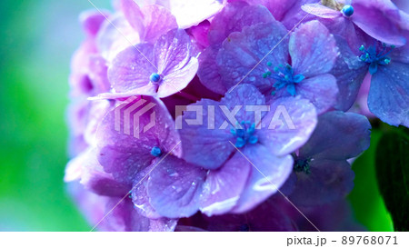 雨に濡れた風情ある紫陽花 89768071
