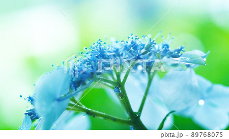 雨に濡れた風情ある紫陽花 雨に濡れた風情ある紫陽花 89768075
