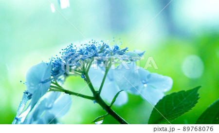 雨に濡れた風情ある紫陽花 89768076