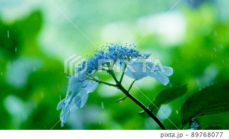 雨に濡れた風情ある紫陽花 雨に濡れた風情ある紫陽花 89768077