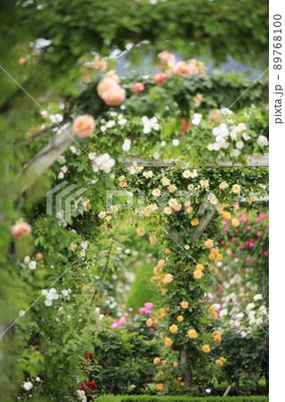 アーチ上で踊る彩りのバラ達 89768100
