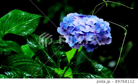 雨に濡れた風情ある紫陽花 89768112