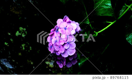 雨に濡れた風情ある紫陽花 89768115