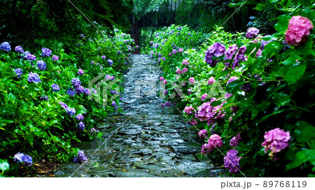 雨に濡れた風情ある紫陽花 雨に濡れた風情ある紫陽花 89768119