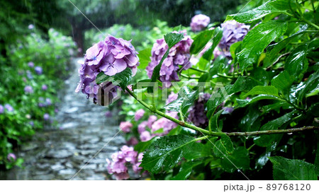 雨に濡れた風情ある紫陽花 雨に濡れた風情ある紫陽花 89768120