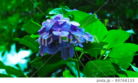 雨に濡れた風情ある紫陽花 雨に濡れた風情ある紫陽花 89768133
