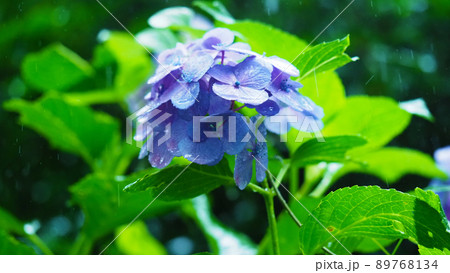 雨に濡れた風情ある紫陽花 雨に濡れた風情ある紫陽花 89768134
