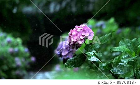 雨に濡れた風情ある紫陽花 雨に濡れた風情ある紫陽花 89768137