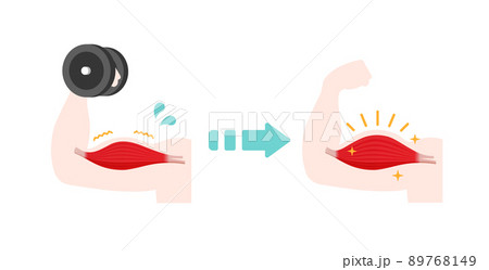 筋力トレーニング・筋トレ べクターイラスト (ボディーメイク) 89768149