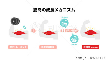 筋力トレーニング・筋トレ / 筋肉の成長メカニズム イラスト (超回復) 筋力トレーニング・筋トレ / 筋肉の成長メカニズム イラスト (超回復) 89768153