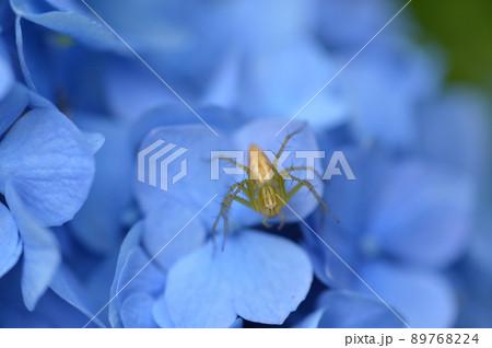 風情あるあじさい寺の紫陽花 風情あるあじさい寺の紫陽花 89768224