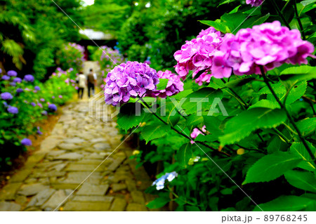 風情あるあじさい寺の紫陽花 風情あるあじさい寺の紫陽花 89768245