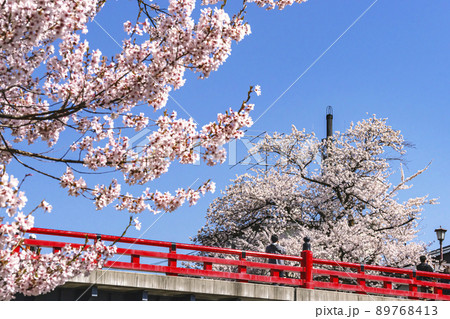 210411中橋桜g022 89768413