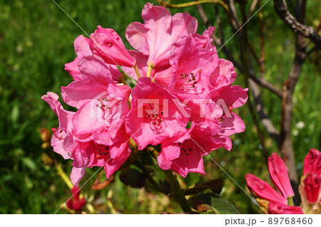 シャクナゲ 89768460