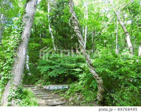 ねじれた木（秋田県湯沢市） 89768495