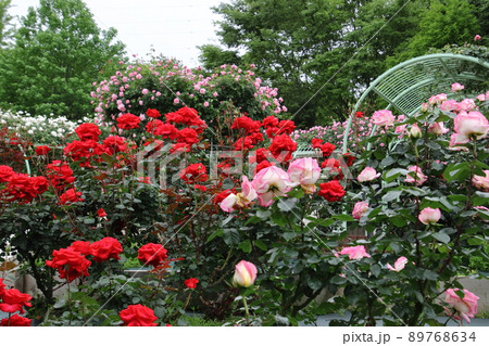 智光山公園場バラ園 89768634
