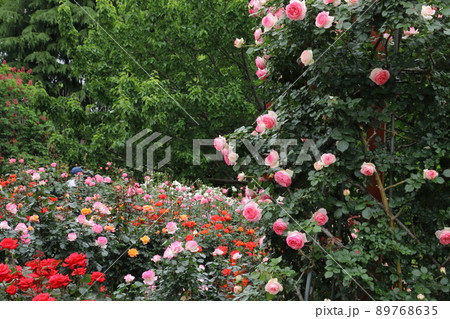 智光山公園場バラ園 智光山公園場バラ園 89768635