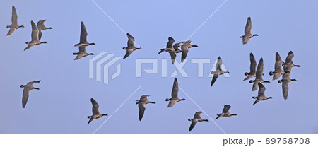 シジュウカラガンの群飛。 89768708