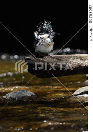 渓流のヤマセミ。ヤマセミのメス。 89768997