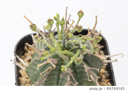 ユーフォルビア スーパーバリダの花柄のアップ 89769585