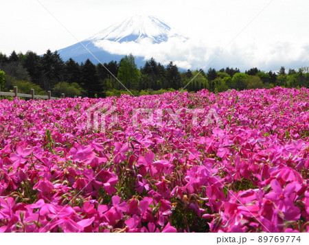 富士山麓に広がろ芝桜 富士山麓に広がろ芝桜 89769774