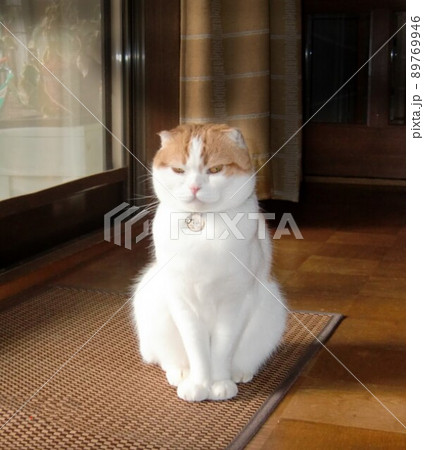 家の中の物静かな一匹の猫の立ち居振る舞い 89769946