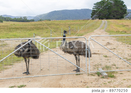 Photograph of a two Emus on a dirt track near a fence in regional Australia. Photograph of a two Emus on a dirt track near a fence in regional Australia. 89770250